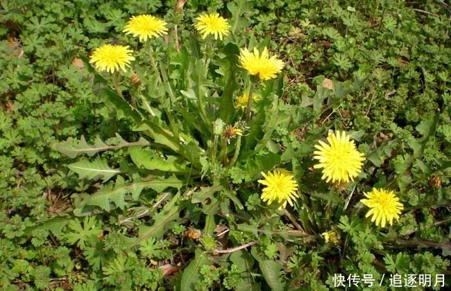  古方|“解除肝毒”的千年古方5味药泡茶饮，肝气活了，情志也舒畅了