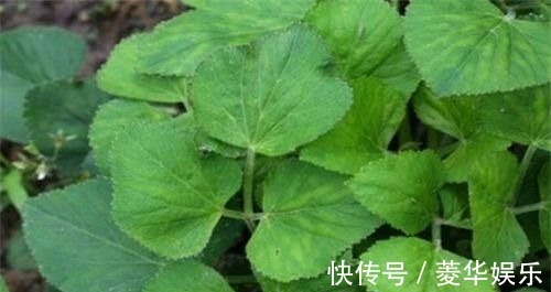 清肠排毒|每天不妨多吃3种食物,营养丰富、延缓衰老,早吃早健康!