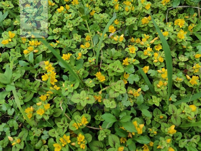  基部|风寒草，见过吗？祛风散寒。用于风寒头痛，咽喉肿痛，咳嗽多痰