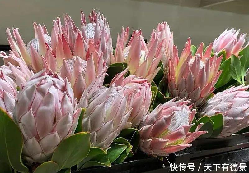 最气派的“霸王花”，家里养一盆，华丽又大气，富贵又吉祥