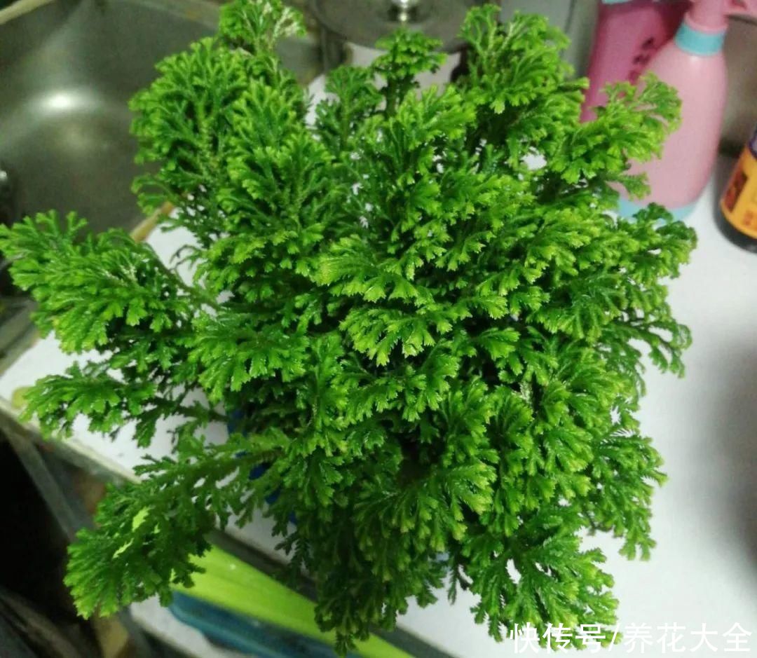 山上遇到“还魂”草，千万不要挖，养不活还破坏环境