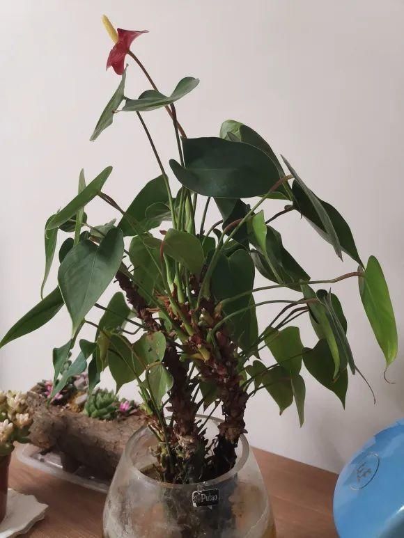 虎皮兰,红掌,吊兰养成老桩,变成大树,真壮观