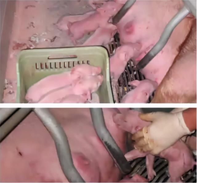 a754|同期分娩技术都会增加产程，可千万别忽视仔猪存活率这个问题