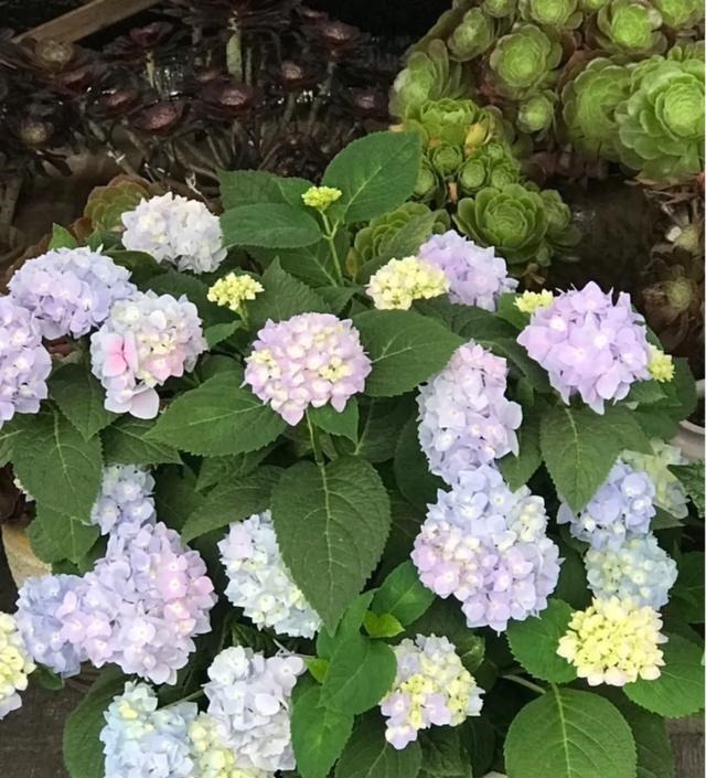 茎干|3种花养在小盆里，2年变老桩，茎干粗壮开花香，1次能开50朵