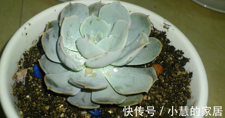 多肉摘叶子好处多,茎干木质得快,盆栽养成老桩更容易