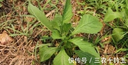 安南菜|农村一种常见野菜，农民总认为它是茼蒿，营养高，能入药治病