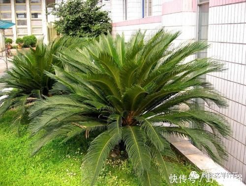 金钱树|太省心的花,1个月浇一次就行,叶子长的还超旺盛!