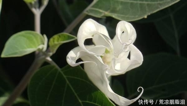 月光花每天晚上7点左右开放 养月光花需注意什么 快资讯