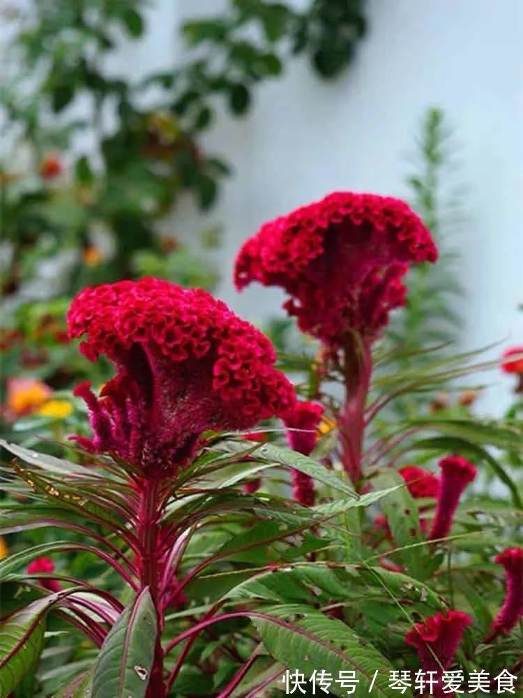 老中医最喜欢的五种花，家里养一盆，越养身体越健康，你家养了吗