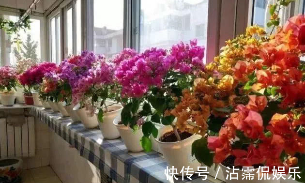 太阳花|5种花是爆盆能手,好养易活,懒人新手都能养好,美不胜收!