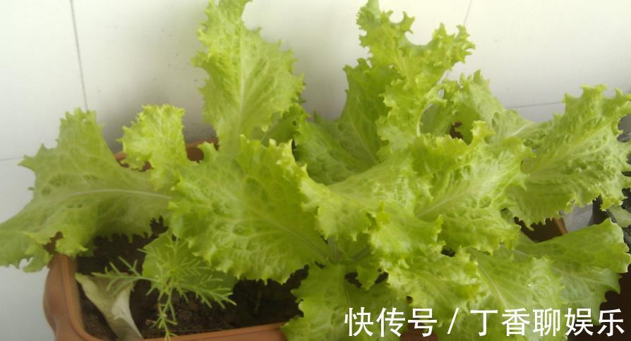 油菜|5种减肥常吃的蔬菜,在室内也能种,随摘随吃好方便