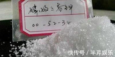 激素性|君子兰“开花”讲究大,好好催一催,接着冒花箭,花比拳头大