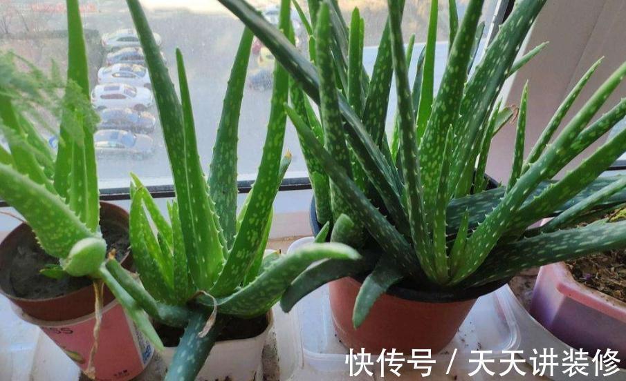 气温突降,盆栽芦荟该注意这些事项,不然茎叶全化水