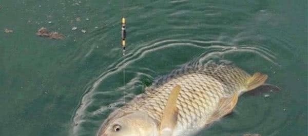 给你个忠告:秋钓鲤鱼就用这“硬招”,鱼竿瞬间就是一个大弯弓