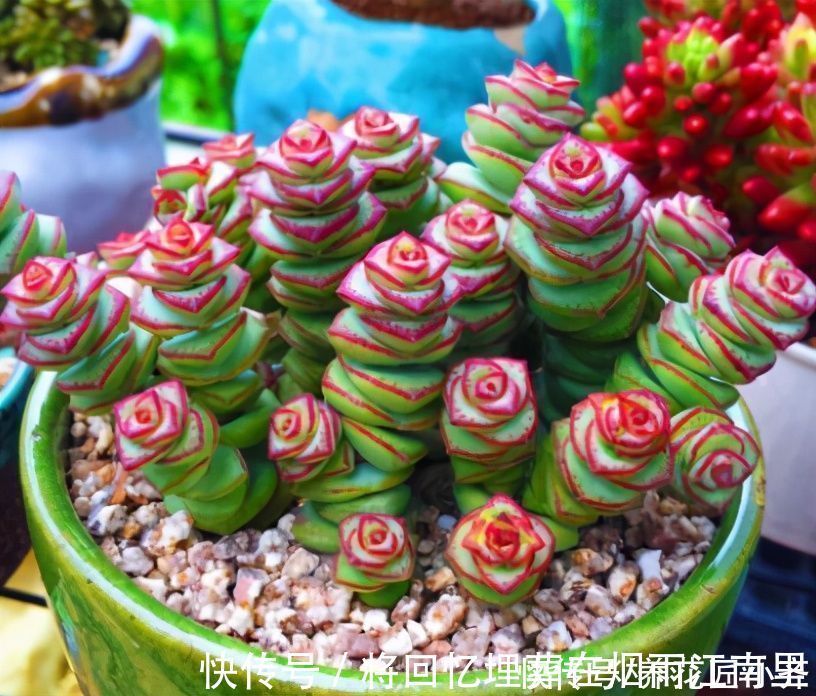 枝条|不会扦插不要急，这6种植物，一根枝条剪成多段，插土里就活