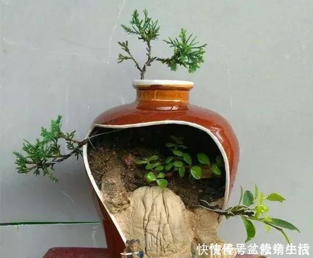 旧物|家中旧物拿来养花,1个花盆也不用买,种了满屋的花,漂亮实用