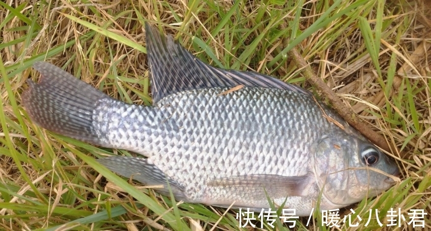 秋冬钓鱼，鱼竿长度和鱼线型号比之饵料更加重要