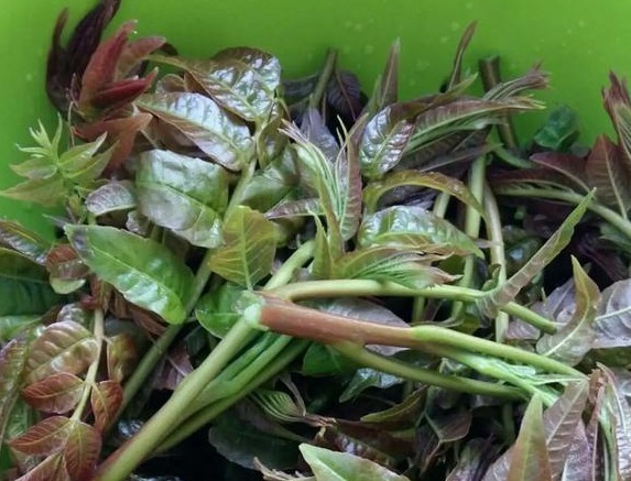 肺结核咯血|这3种野菜清热解暑,做法多种多样,这样做好吃,你吃对了吗!