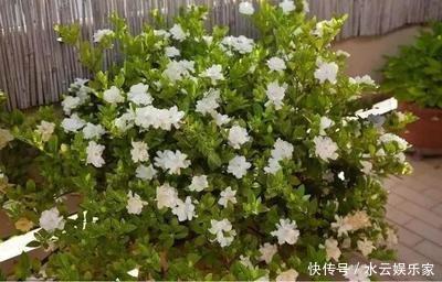 阶段|茉莉花“虚弱”的3个阶段!不能晒!越晒越傻