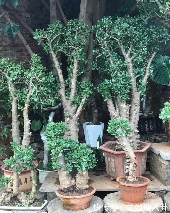 6种“懒人花”,堪称“不死花”,养成老桩几十年,旺家又值钱