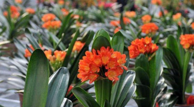 4种花好养易活,花量超大,养家里直接变成小花园