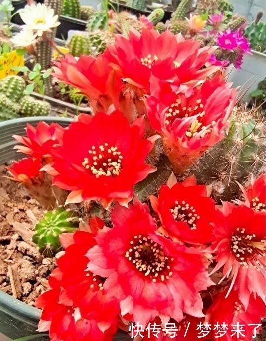 仙人掌“大毛虫”，冬天冻通红，春天“精致”满头，开眼了