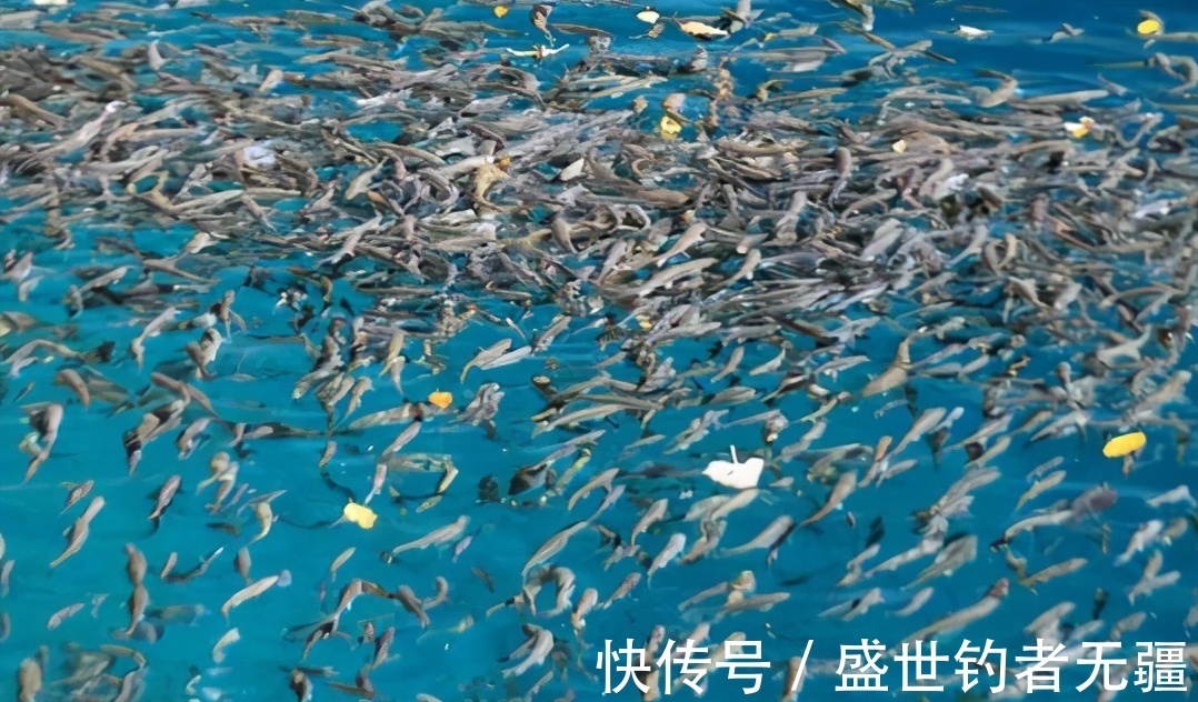 境界|高手教你黑坑钓鱼的诱鱼技巧,最有效的三大诱鱼妙招——盛世三渔