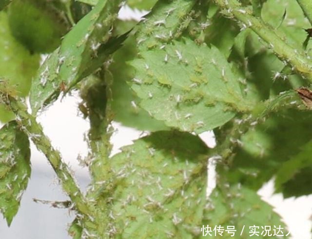 “蚜虫”铺满了月季,拿什么消灭教你4个小方法,很快就消灭光!