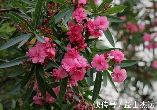 这3种花卉终将被淘汰,好看是次要的,关键是有毒