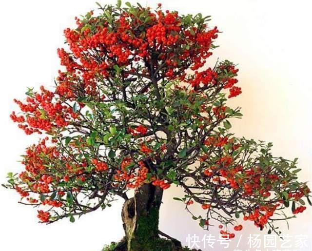 果实|家里种棵“吉祥果”,好看能吃价值多,还能养成精美盆景