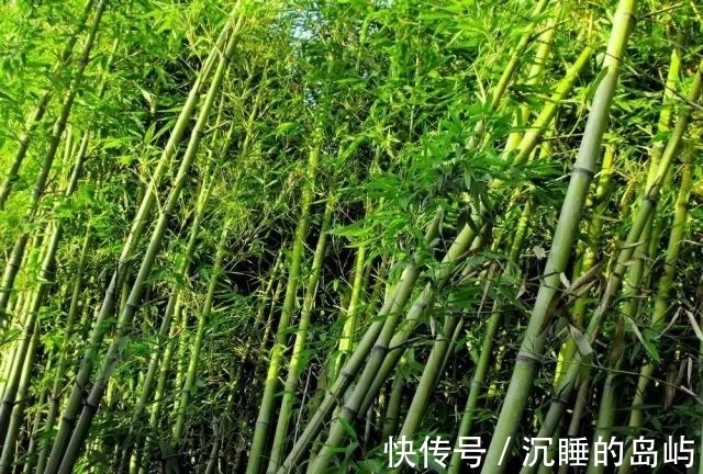 桂竹|26种 · 竹子大全