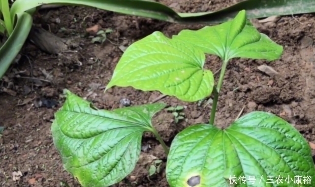 野花野草|农村一种“神奇”植物，能让臭肉变得香喷喷，而且药用价值很高