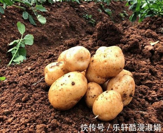 减肥|比吃肉还长胖的3种蔬菜，堪称减肥路上的绊脚石，难怪你瘦不下来