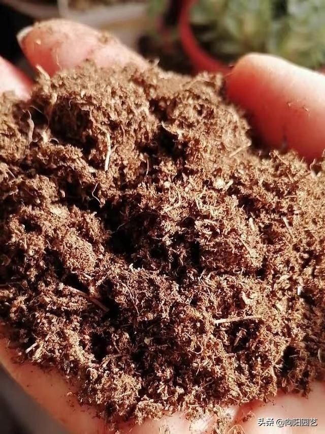 秋天养花不用买土,这种“免费土”,一分钱不花,一挖一麻袋