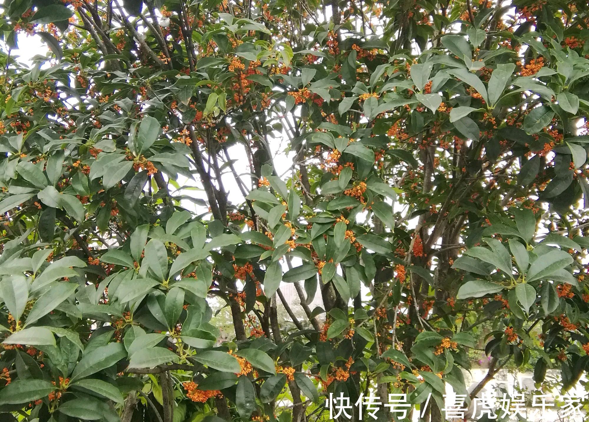 值得养护的两个桂花品种，开花浓香易爆盆，一年可以连续开三茬花