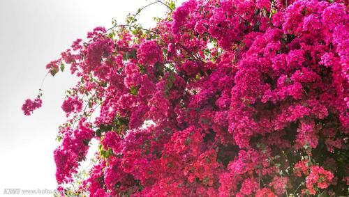 三角梅开败了?狠狠心,用3个“高招”,挤满新枝芽,又爆二茬花