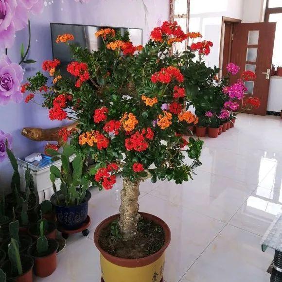 嫁接|嫁接达人,玉树嫁接长寿上,花友直呼内行!