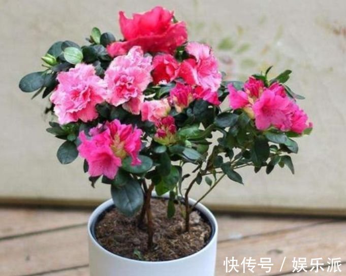 养花就养这几款，花姿妖娆，四季繁花似锦，姿色艳丽