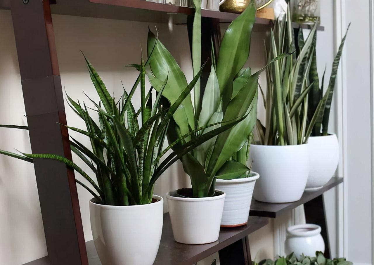 虎皮兰|公认的“五种健康花”，建议至少养一盆，又美又实用