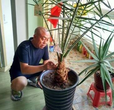 盆栽枣树多年,今年终于来一个大惊喜,邻居都围观凑热闹