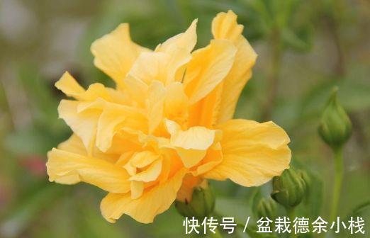 宫灯|8月20日-9月4日,庭院选这几款花,满屋子飘香,蹭蹭爆成花海