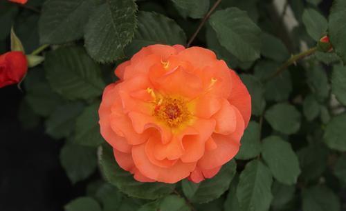 盘点“6种”藤本月季,观赏价值十分高,值得养一盆在家中