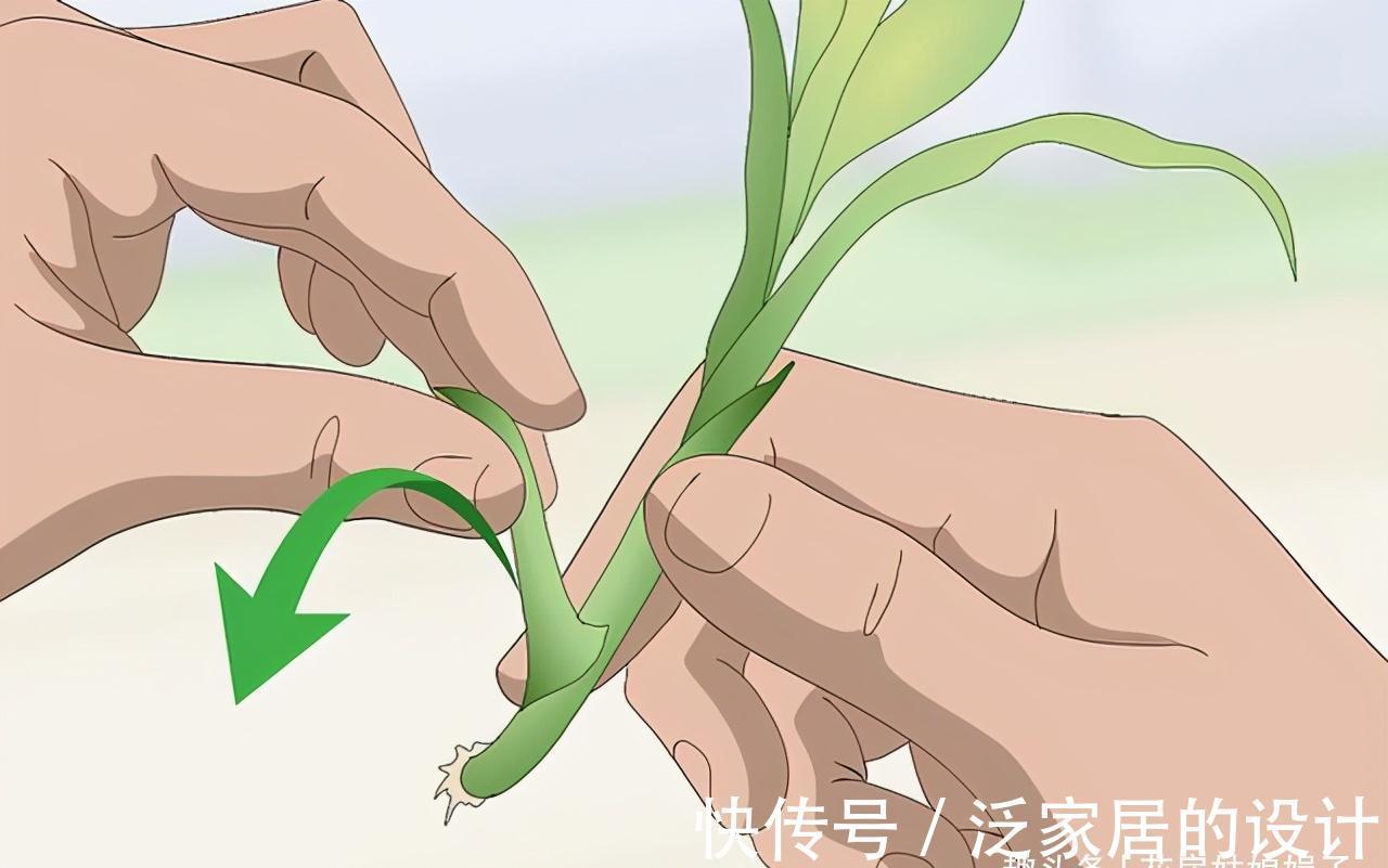 水培|富贵竹不用花钱买了,1根迅速变10根,这样扦插繁殖生长速度快