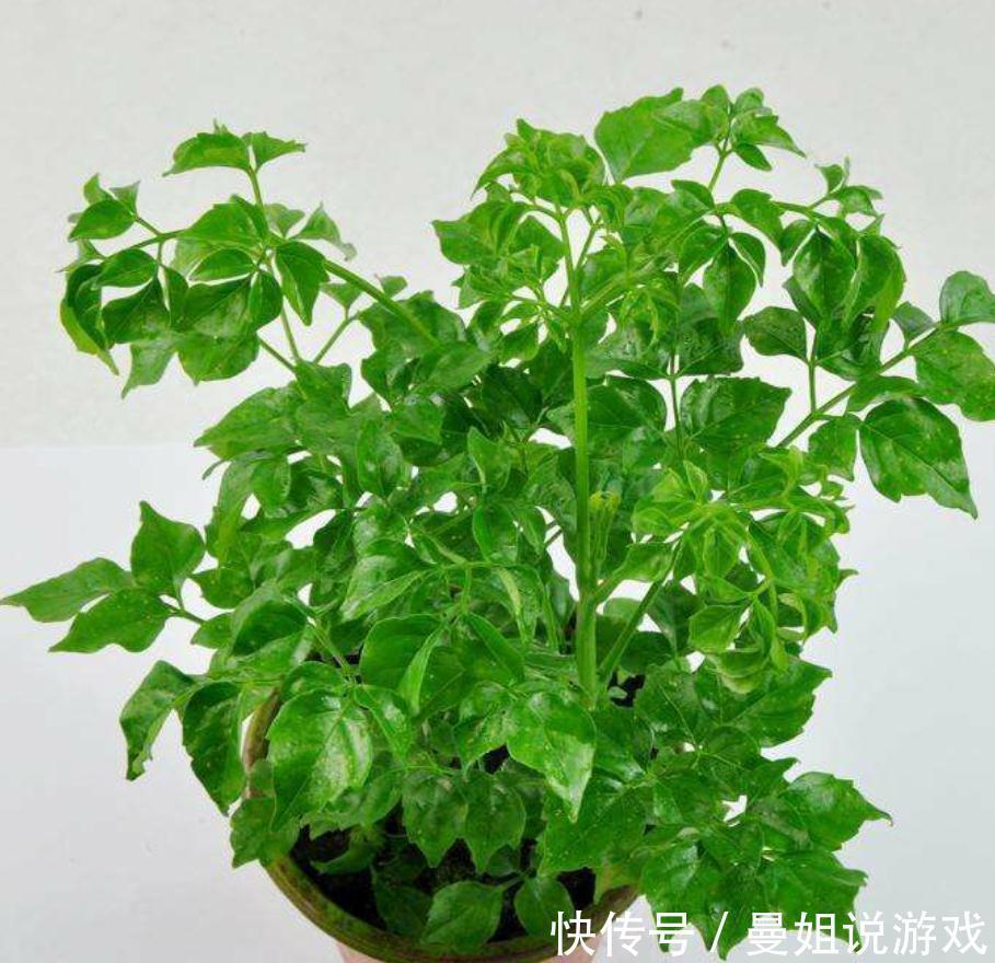 幸福树总是养不长久，焦叶干叶尖，养殖多注意这两点，枝繁叶茂