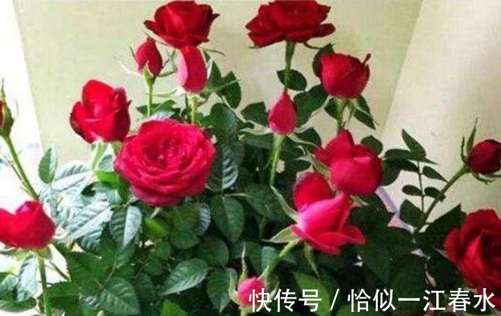 腐叶土|阳台养此款花,胜过月季,一年四季开花不断,新手也能养好