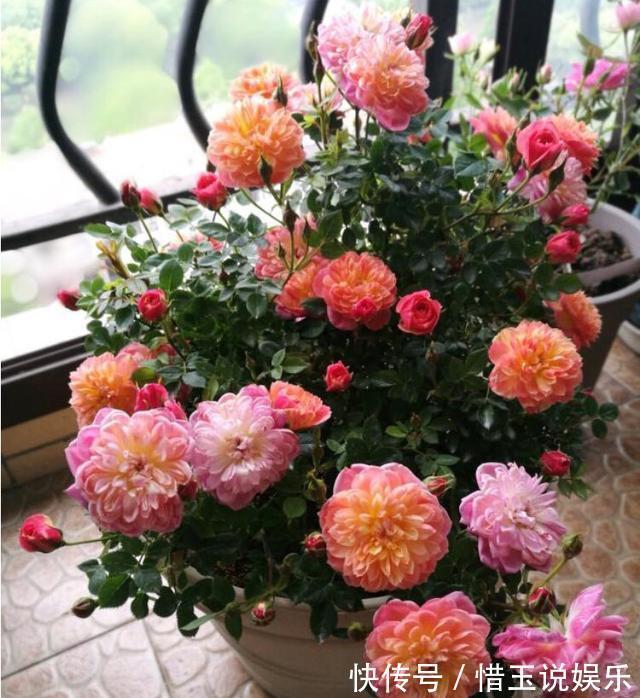 枝条|什么盆栽最好养这“7种”，好养好繁殖，丢土里长爆盆、常开花