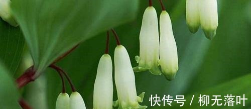 这花不一样！没有光也能长得猛，观赏价值高人称“玉竹花”！