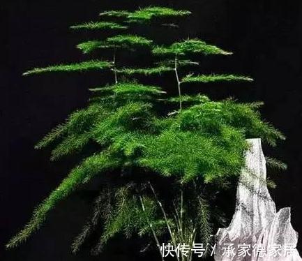 有害气体|文竹干枯怎么救，方法对了还你一盆绿色健康的文竹