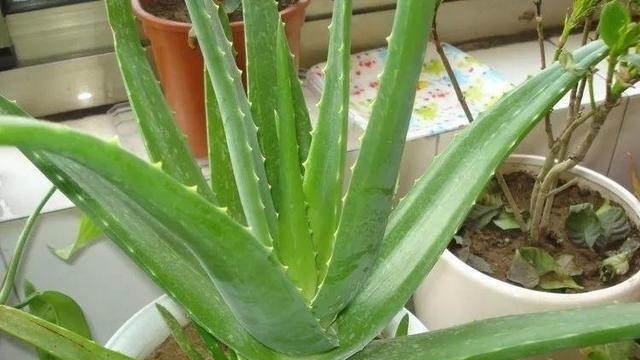 家里养花不要瞎眼！这6种花旺财又养人，有2种花是大忌！