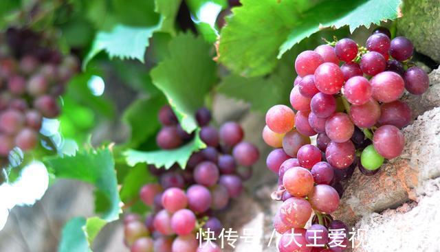 常吃|胃不好怎么办5种水果常吃，或有助缓解肠胃不适